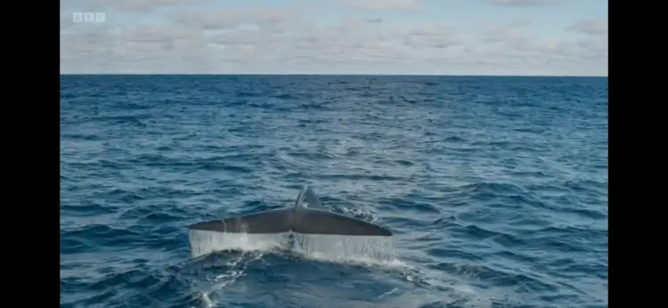 Antarctic blue whale  (Balaenoptera musculus intermedia) as shown in Frozen Planet II - Frozen South